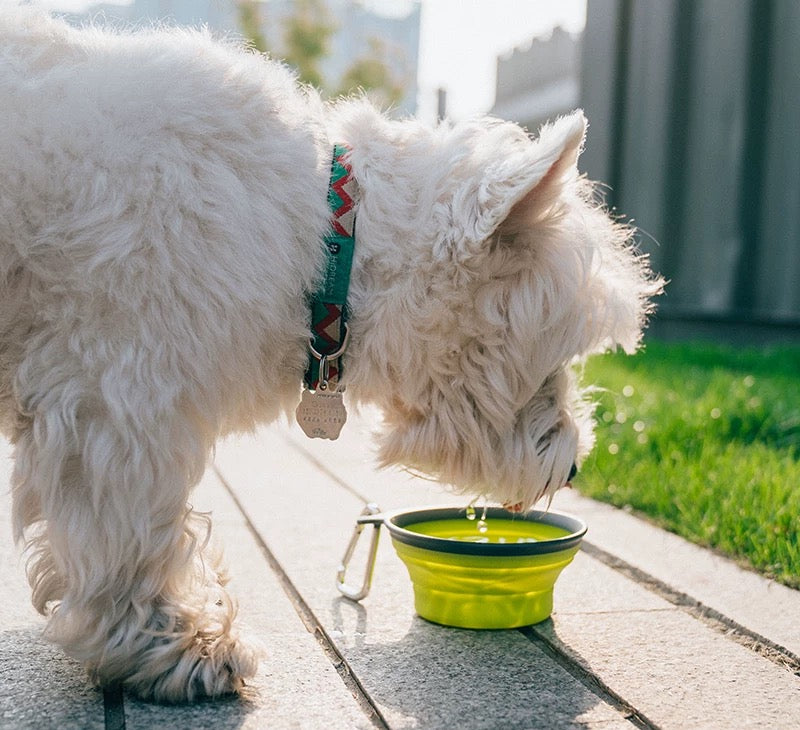犬の外出必需品!フック付き折りたたみポータブルボウル 散歩・旅行・ピクニック最適