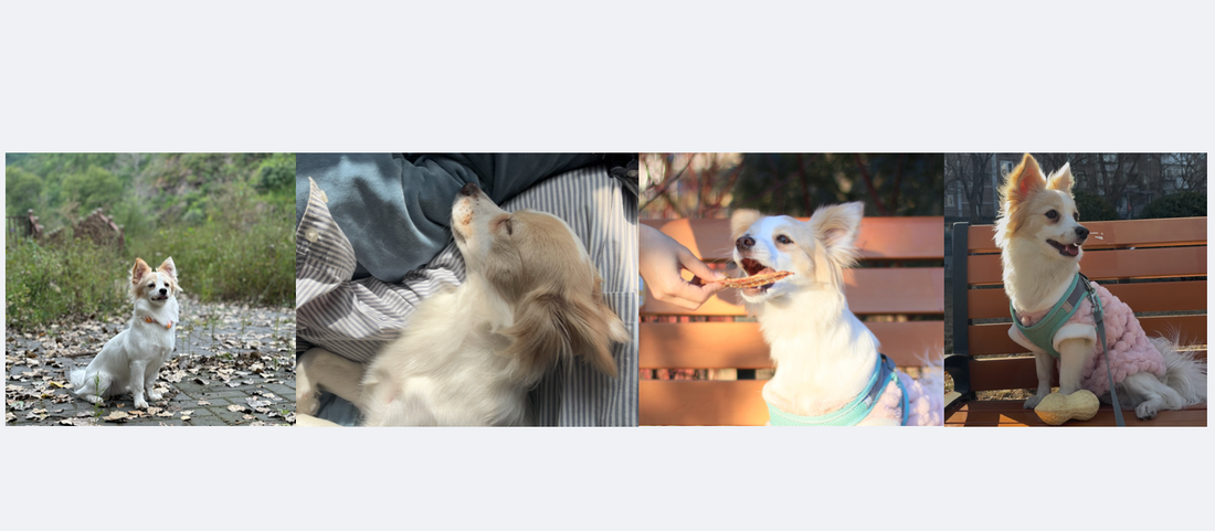 🐾 About Pawlistyle