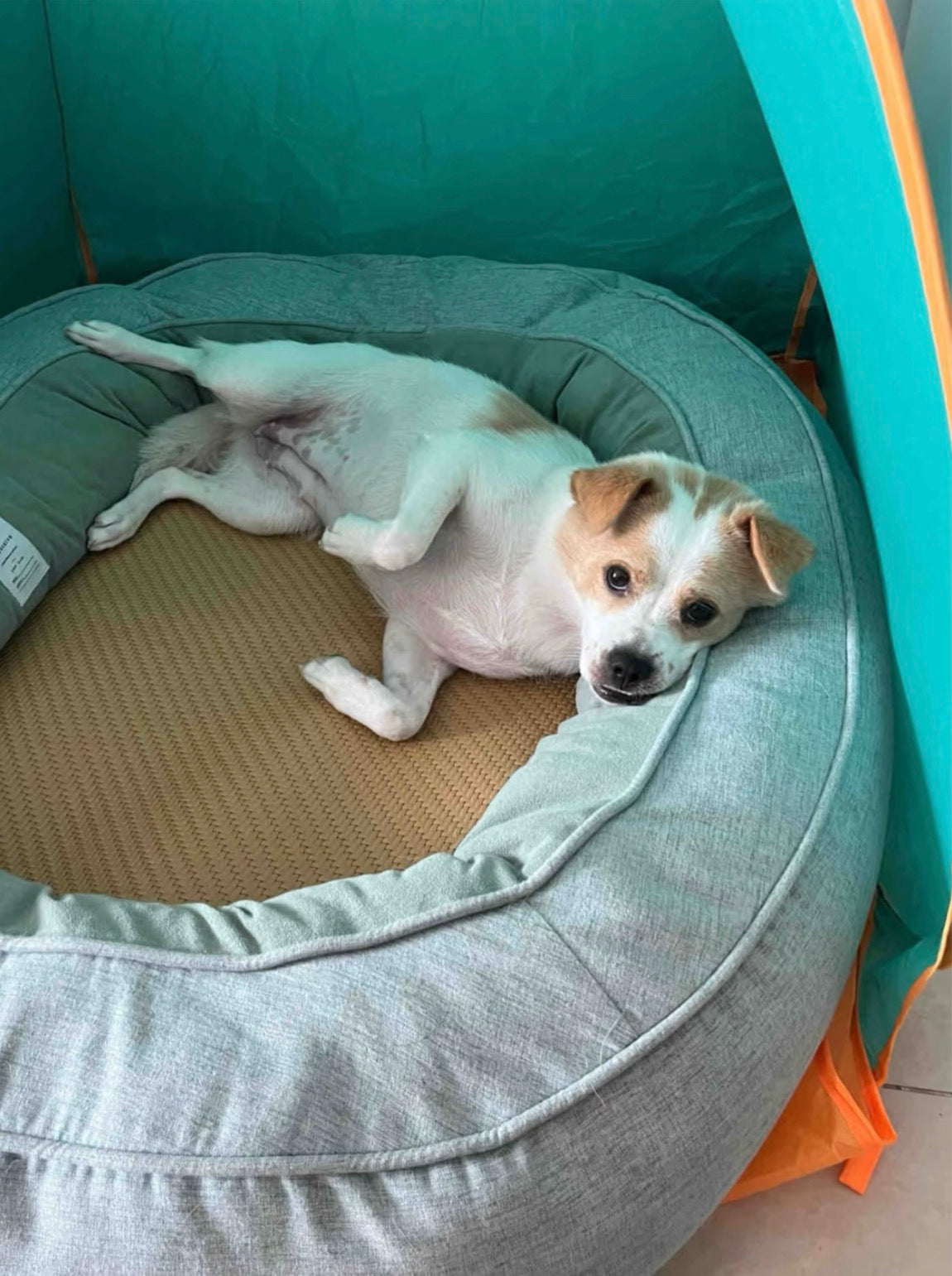 ペットの “ぐっすりスペース” 折りたたみテント 屋内 × 屋外兼用 小型犬猫向け