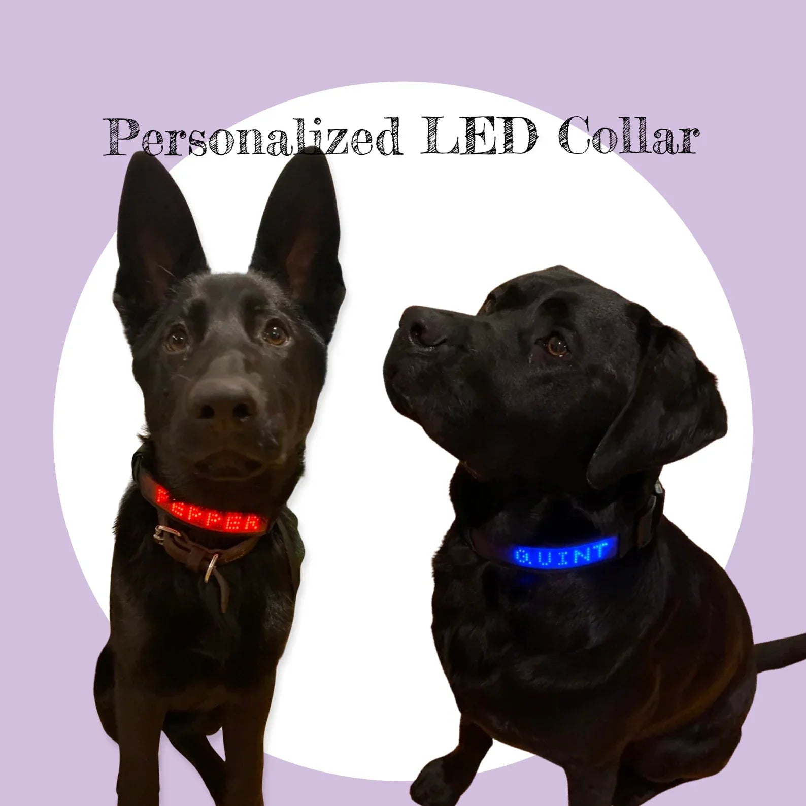 ＬＥＤ犬用首輪 発光効果 青色