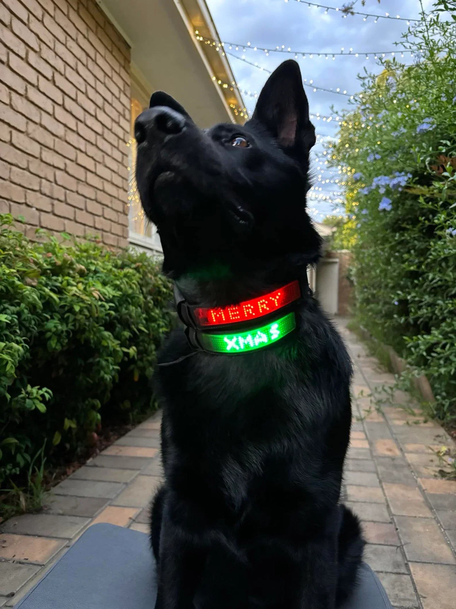 ＬＥＤ犬用首輪 発光効果 緑色